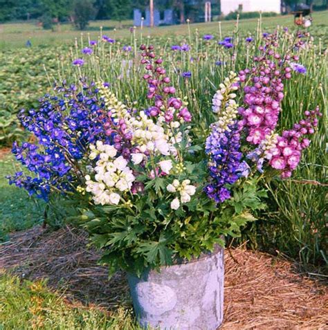 Maybe you would like to learn more about one of these? 2015 Summer Style Delphinium Seeds Mixing Balcony Garden ...