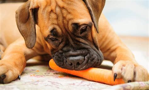 While you can add vegetables like sweet potatoes and green beans to his dog food under the direction of your veterinarian, good quality. 5 Best High Fiber Dog Foods for Regulating Your Pooch's Poop