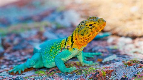 Colorful Lizards