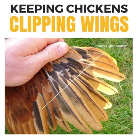 Keeping Chickens The Ultimate Beginners Guide For The Australian Backyard