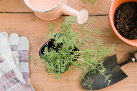 Dill Plant Care And Growing Guide