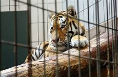 gefangenschaft zirkus zoos tierschutz raubkatzen werden kontroverse naturschutz kritik gehalten viele wdr