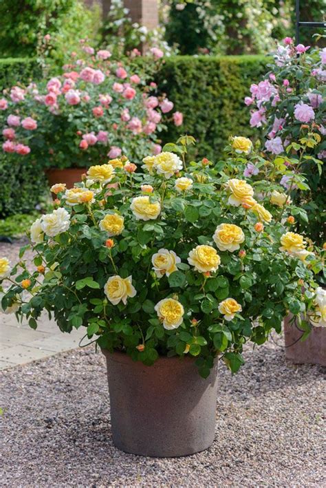 We did not find results for: Potted Roses | Garden pots, Plants