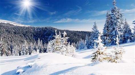 Картинки природа пейзаж сугробы снег зима деревья лучи солнца небо лес ели лучи