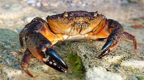 Floridas Red Tide Blamed For Lousy Stone Crab Season Fox News
