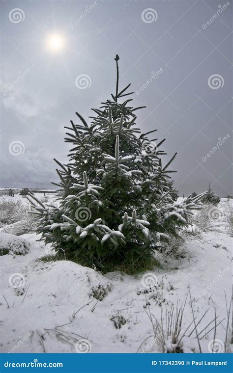 Christmas Tree Covered In Snow Stock Photo Image Of Snow Scenics