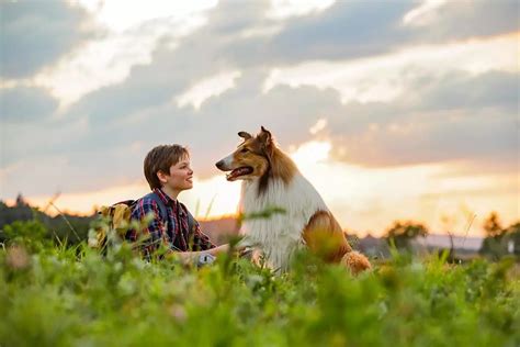 Film Lassie Wróć 2021 ️ Sprawdź Gdzie Obejrzeć Cały Film