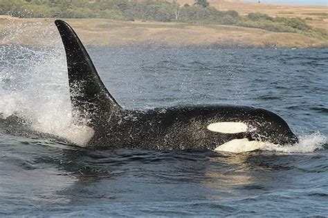 Orca Death Leads To Lowest Southern Resident Killer Whale Population In