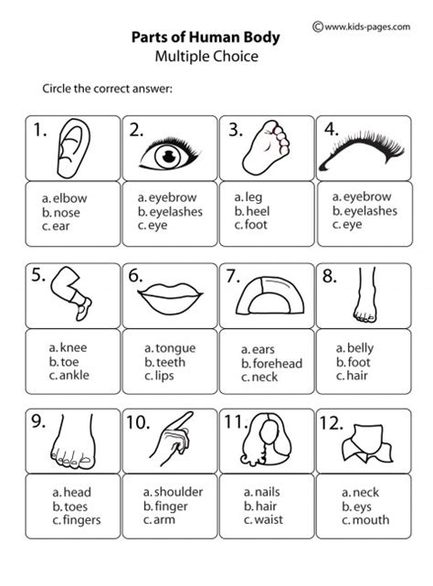 Heel, sole, toe, nail, fist, head, nape, neck, shoulder, chest, back, skeleton, skull, abdomen, bone, arm. Body Parts Multiple Choice B&W worksheet