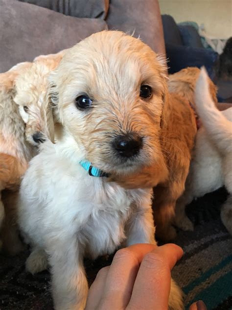 Providing multigenerational australian labradoodle puppies in raleigh north carolina. Goldendoodle Puppies For Sale | Canton, NC #286798