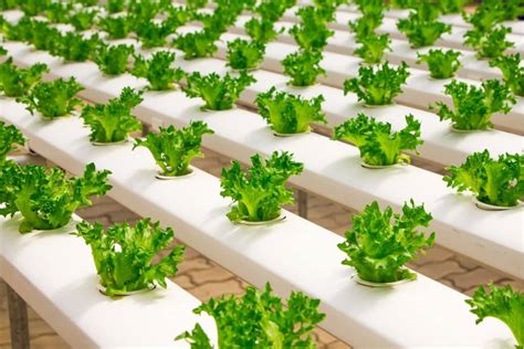 12 Pros And Cons Of Hydroponic Farming Earthorg