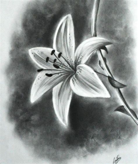45 beautiful flower drawings and realistic color pencil drawings beautiful flower drawings