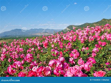 Rose Field Stock Photo Image Of Beautiful Landscape 71522834