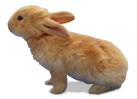 Domestic Rabbit Hare Brown Bunny Png Download 670485 Free