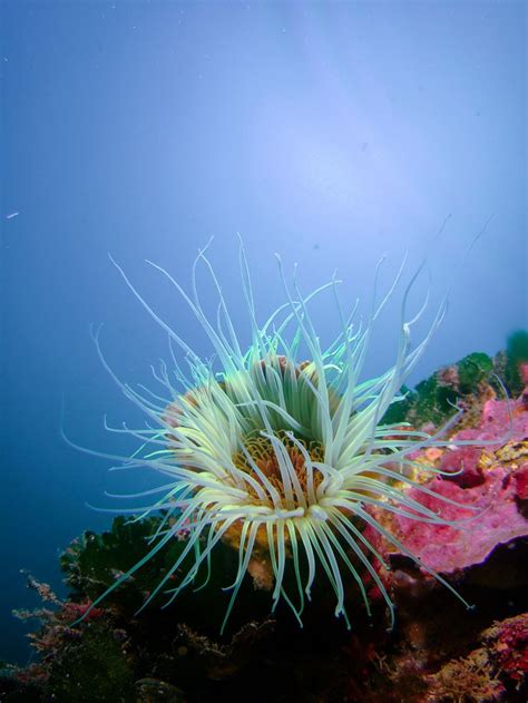 22 Best Underwater Flowers Images On Pinterest Under The Sea