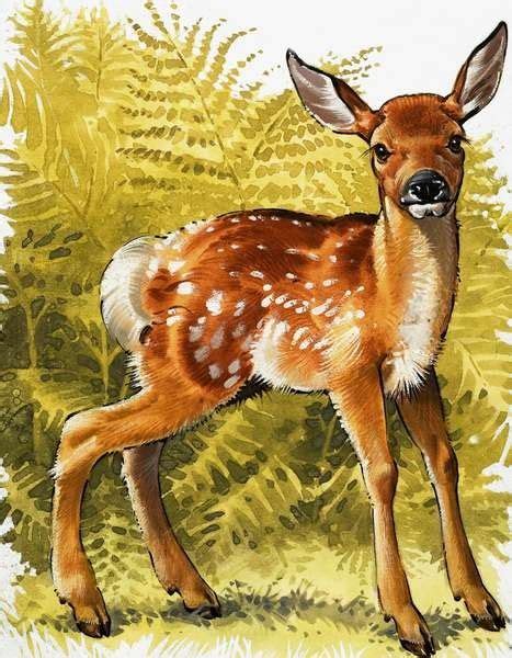 Pin By Lisa Marshall On Vintage Deer Baby Deer Art Animal Canvas