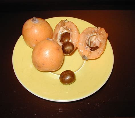 Nespoli group è un'azienda specializzata nella progettazione e nella produzione di attrezzi per la pittura e per l'edilizia, prodotti per la pulizia e vernici spray aerosol. Gillian Coldsnow's blog: The mysterious orange fruit, nespoli.