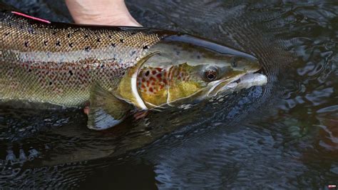 Conservation Atlantic Salmon Now Globally Classified As “endangered” News