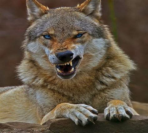 Warning Wolf Snarl Hunter Animal Hd Wallpaper Peakpx