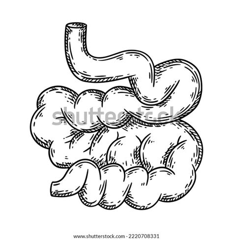 Human Small Intestine Hand Drawn Sketch Stock Vector Royalty Free 2220708331 Shutterstock