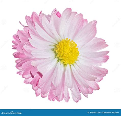 Light Pink Color Daisy Bloom Isolated On White Stock Image Image Of