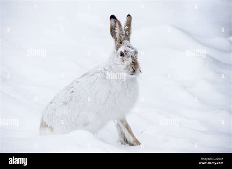 Jackrabbit In The Snow Stock Photo Alamy