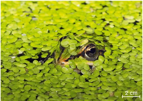 Check spelling or type a new query. Une grenouille dissimulée sous des lentilles d'eau.
