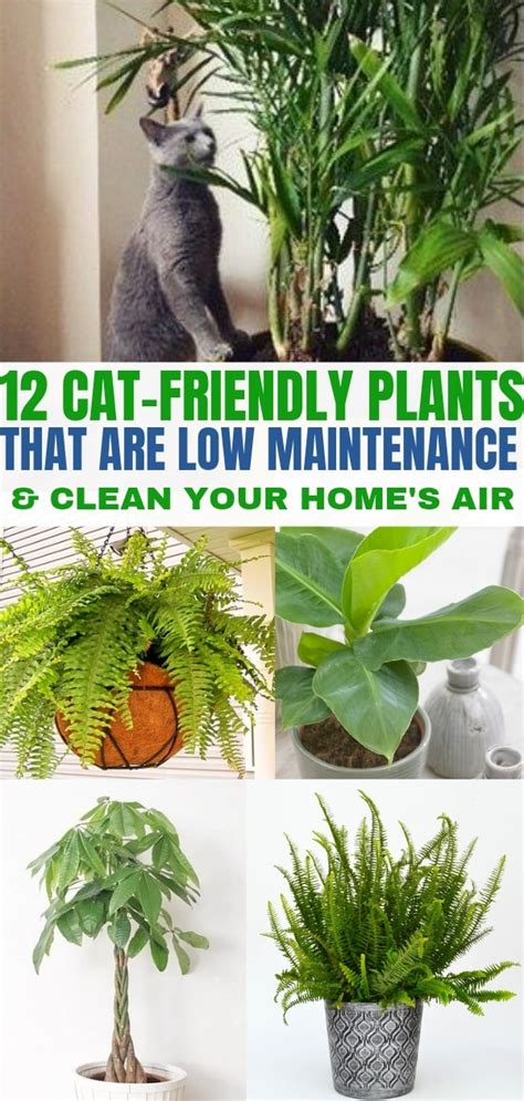 12 Indoor Plants That Clean The Air And Are Safe For Cats Balancing Bucks