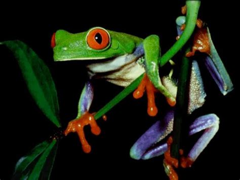 46 Frogs Wallpaper Desktop