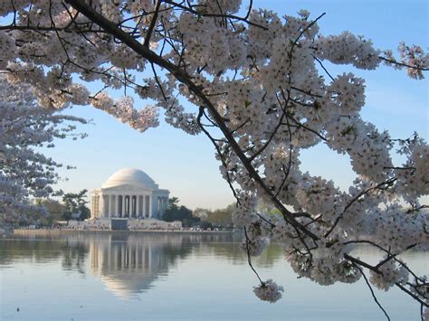 Washington Dc Usa National Cherry Blossom Festival