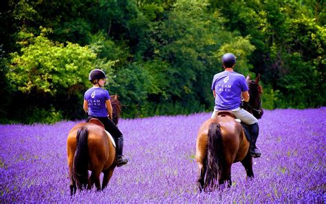 THINGS TO SEE - Terre Bleu Lavender Farm Inc. | Lavender farm ontario, Lavender farm, Lavender plant