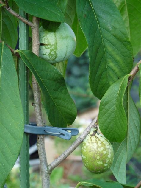 Woher die indianerbanane also ihren namen hat, wie sie am besten angepflanzt und gepflegt wird und wie sie diese exotische frucht am besten ernten und lagern, erfahren sie in unserem artikel. Indianerbanane / Papau - Asimina triloba - Baumschule ...