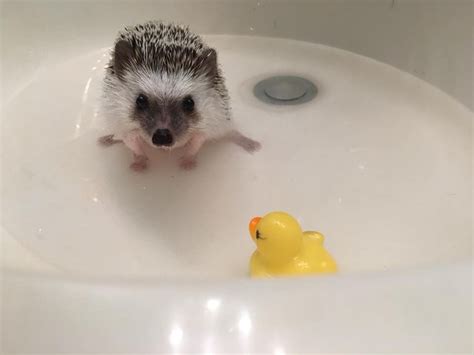 He looks relaxed!oh hey, watch our new video of of cat getting massaged with an electric massager! Hedgehog Bath Time Tips & Tricks | Hedgehog bath, Hedgehog ...
