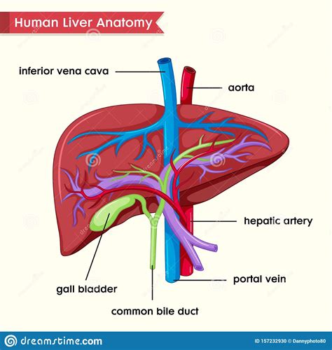 Scientific Medical Illustration Of Human Liver Parts Stock Vector