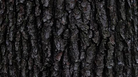 Wallpaper Nature Bark Tree Texture