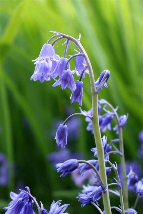 How To Grow Wood Hyacinth Spanish Bluebell Gardeners Path