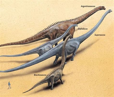 Im mai 2019 kommt ein naturgetreues modell im. mamenchisaurus argentinosaurus - Google Search | Dinosaurs ...