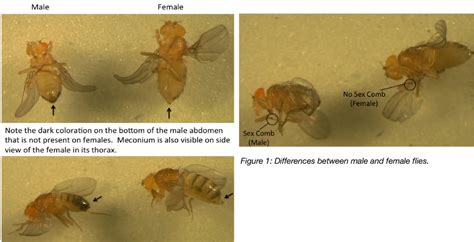 Quick Guide To Working With Drosophila Part 1 Getting Started With Flies