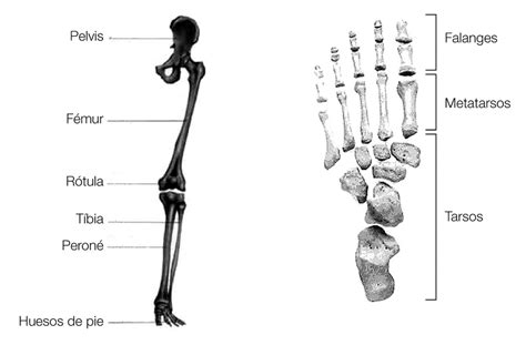 Huesos De La Extremidad Inferiornetter 2007 Download Scientific