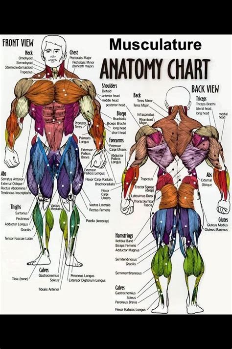 Muscle Anatomy Chart Womens Muscle Groups Exercise Anatomy Chart