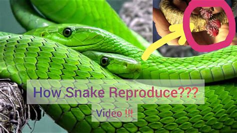 Snakes Mating Snakes Having Sex Snakes Having Romance Snakes Having Love Snakes
