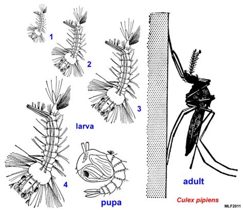 Insect Biology Bugwoodwiki