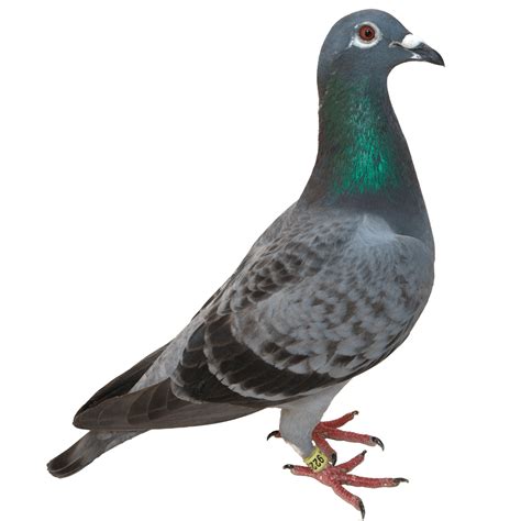 Pigeon Png！是一个免费下载 Crazypng图库免费下载 Crazypng图库免费下载