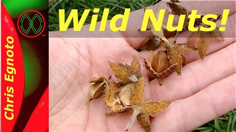 Foraging Wild Beechnuts The Edible Treat From Beech Trees Youtube