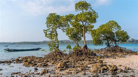 Havelock Swaraj Dweep Island Is Rich In Mangroves Just Like The Rest
