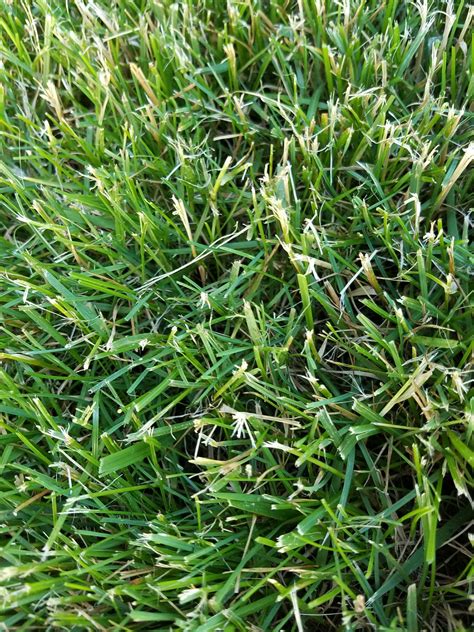 Grass Looks Whitish After Cut Dull Blade Lawnsite™ Is The Largest