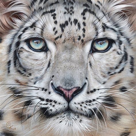 Faces Of The Wild Snow Leopard By Elena Kolotusha
