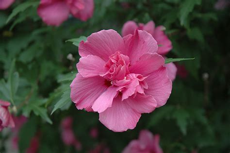 Control hibiscus flower beetle and aphids with searles conguard spray. Lucy Rose Of Sharon (Hibiscus syriacus 'Lucy') in Boston ...
