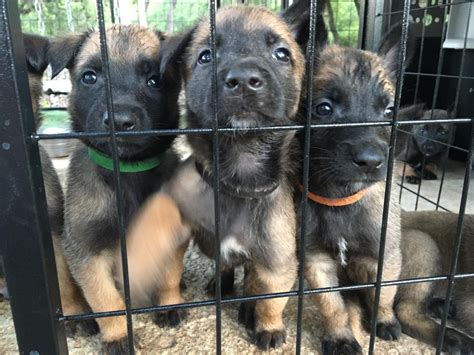 He is about 5 months old and they used to bite train him. Belgian Shepherd Dog (Malinois) Puppies For Sale | San ...