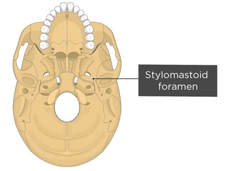 Skull Bone Markings Inferior View Part 2